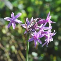 Jardin et nature:Tulbaghia Violacea - Le pot de 2 litres