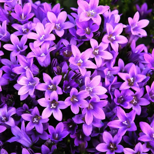 Essentiel pour le jardin:Campanula Poscharskyana - Le pot de 3 litres