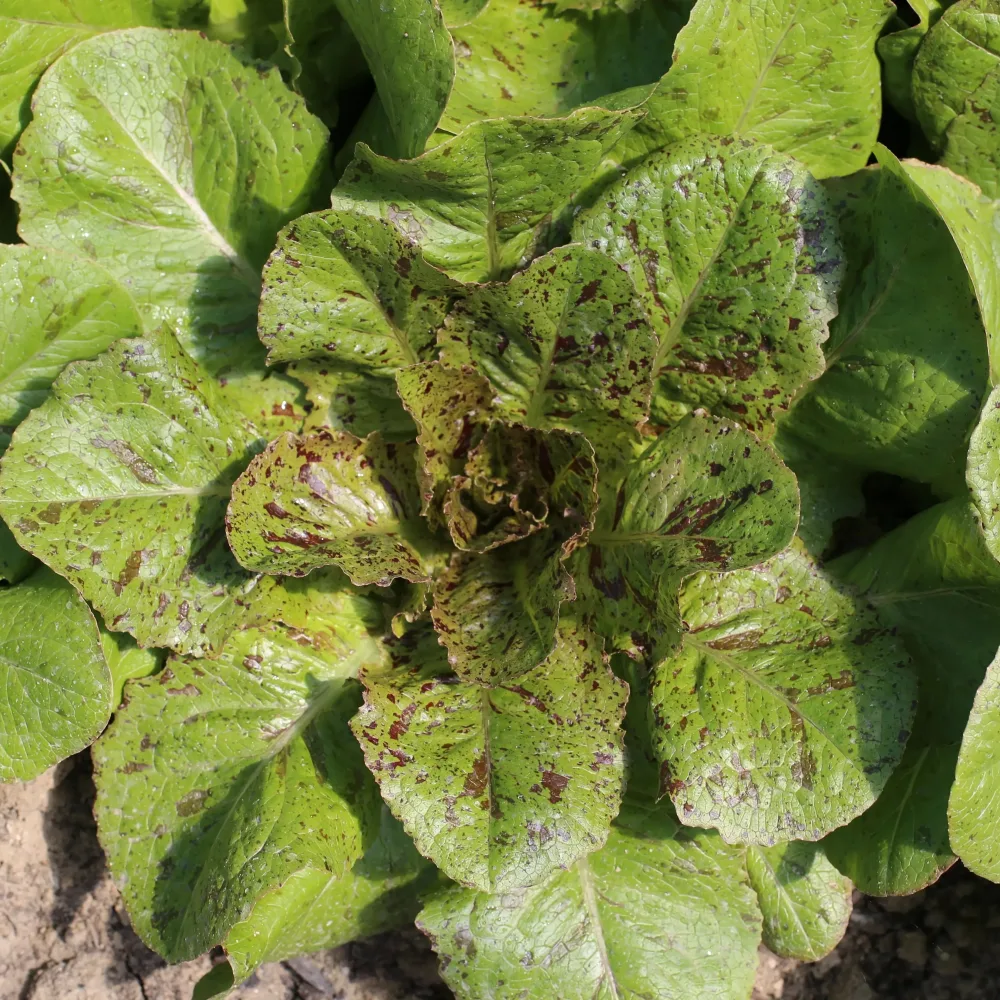 LAITUE ROMAINE CHICON PANACHÉ AB