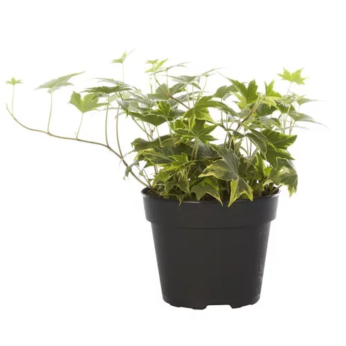 Un essentiel du jardin:Hedera Goldchild - Le pot de 12 cm
