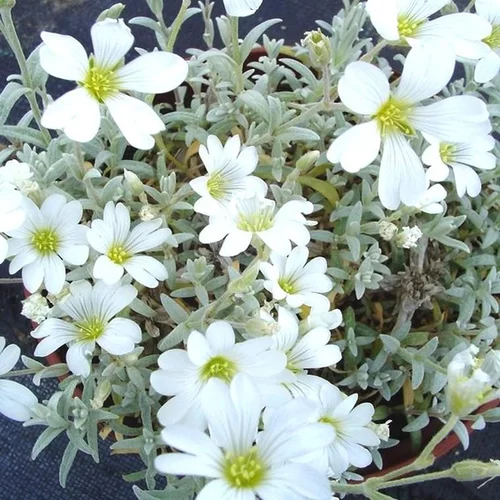 Durable au jardin:Céraiste tomenteux (Oreille de souris ou Corbeille d'Argent de Crimée) à fleurs blanches - Le pot de 2 litres