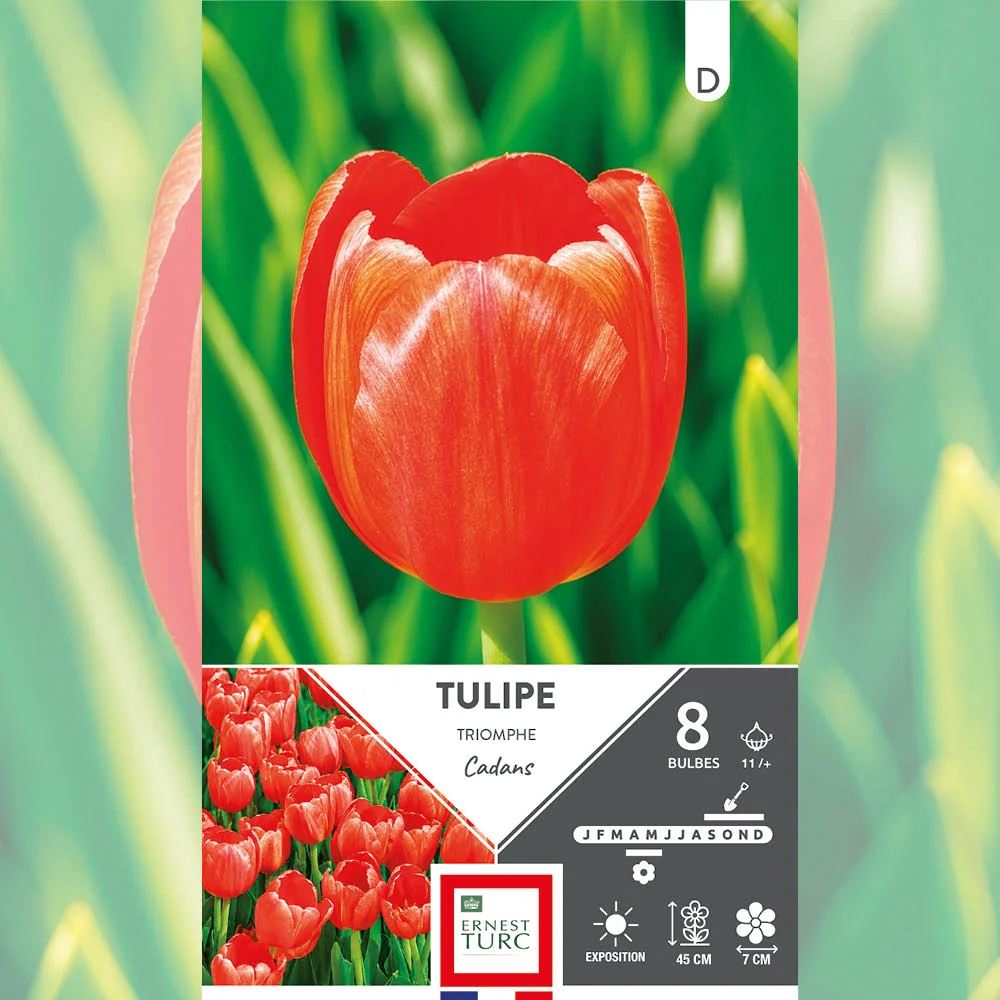 TULIPE TRIOMPHE CADANS