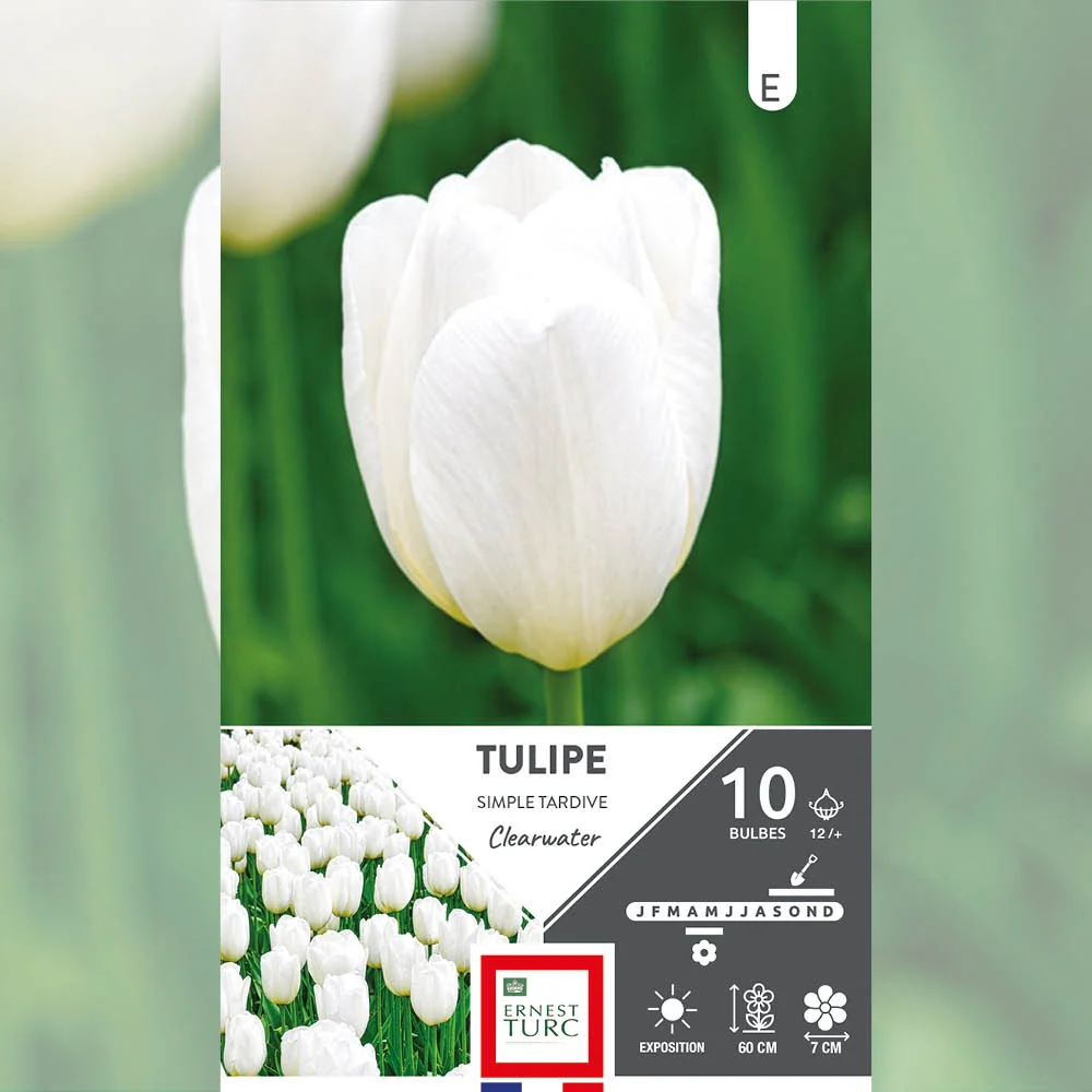 TULIPE SIMPLE TARDIVE CLEARWATER