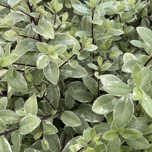 Vie au jardin:Pittosporum Tenuifolium Silver Ball. Le pot de 5 litres