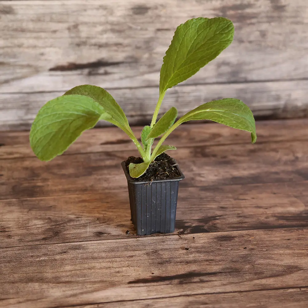 BOURRACHE OFFICINALE AB - PLANT