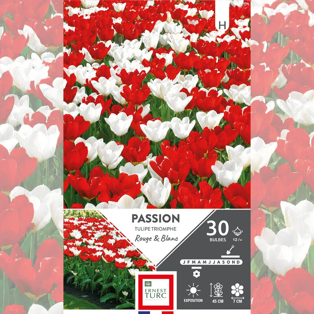 ASSORTIMENT PASSION - TULIPES