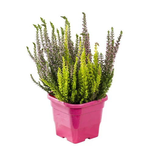 Tendance au jardin:Calluna trio - Le pot carré de 10.5 cm