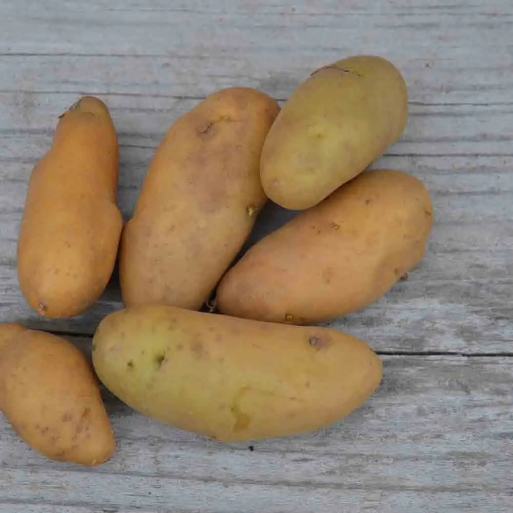 POMME DE TERRE RATTE NT