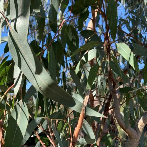 Style nature:Eucalyptus 125/150. Le pot de 10 litres