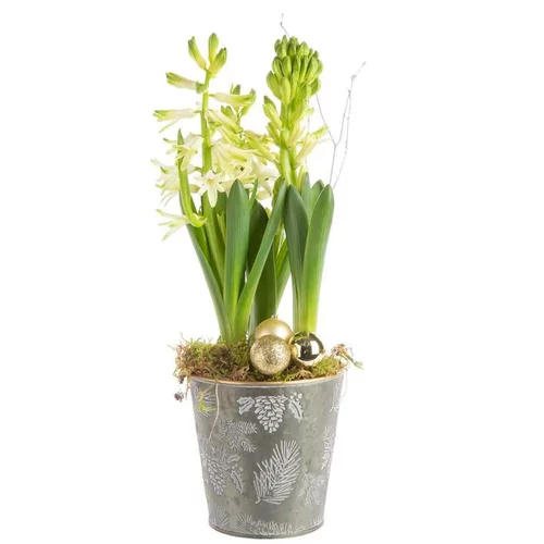 Le compagnon du jardin:Composition de Noël 3 jacinthes multicolore pot en zin décor houx