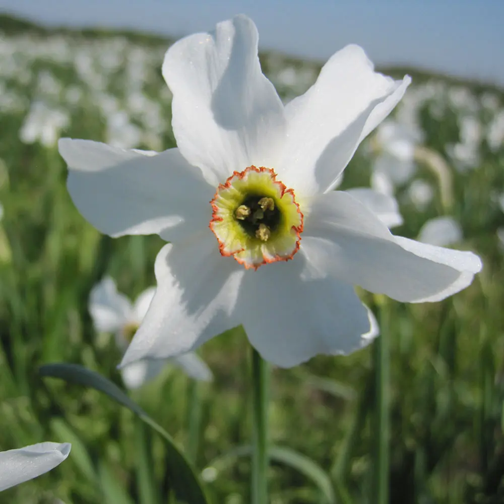 NARCISSE POETICUS RECURVUS AB