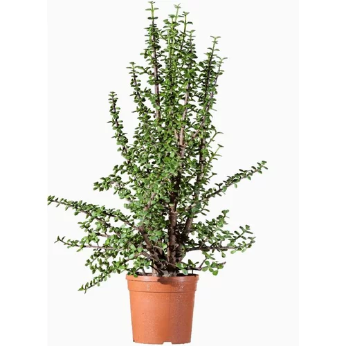 Qualité jardin：Portulacaria Afra en pot de 15 L vert