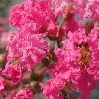 Pour aménager le jardin:Lagerstroemia Indiya Charms rose indien. Le pot de 10 litres