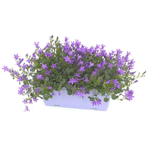 Solution au jardin:Campanule Addenda - La jardinière de 25 cm