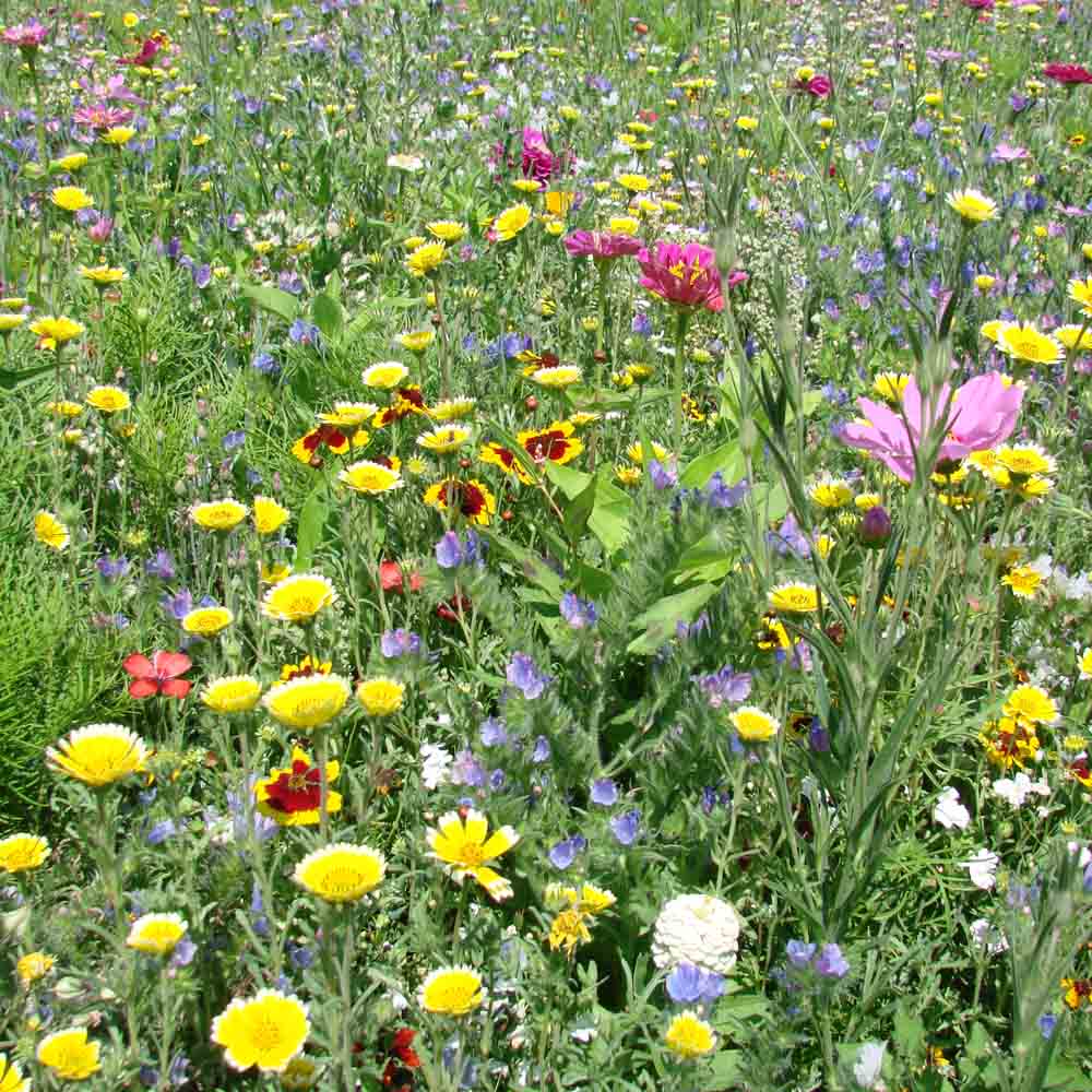 MÉLANGE FLEURI - TERRAIN SÉCHANT ARIDE NT