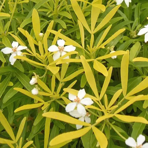 Extérieur fonctionnel：Choisya Arizonica Aztec Gold – Pot de 3L