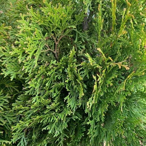 Le compagnon de vos extérieurs:Thuya Occidentalis Émeraude ou Thuya du Canada 40/60 cm en pot de 3 L