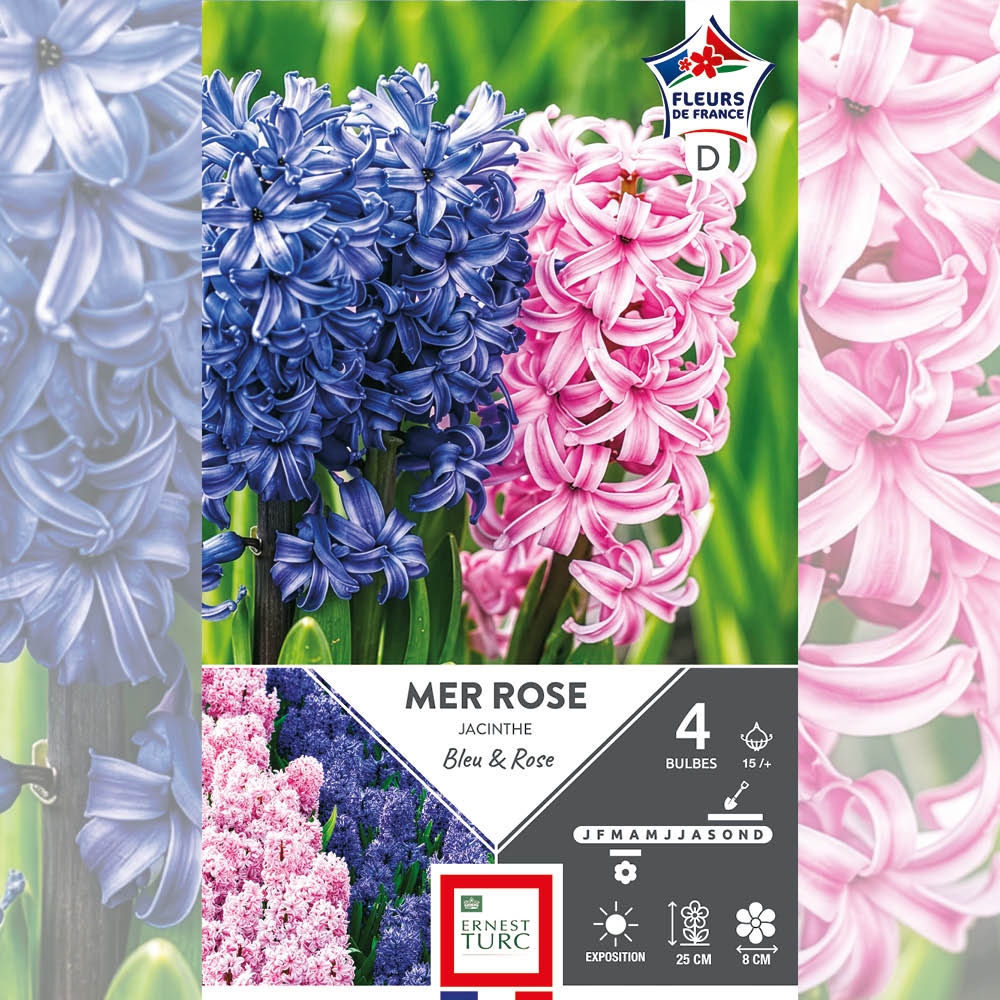 JACINTHE ASSORTIMENT MER ROSE
