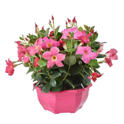 Idée extérieure:Dipladénia - La coupe de 19 cm