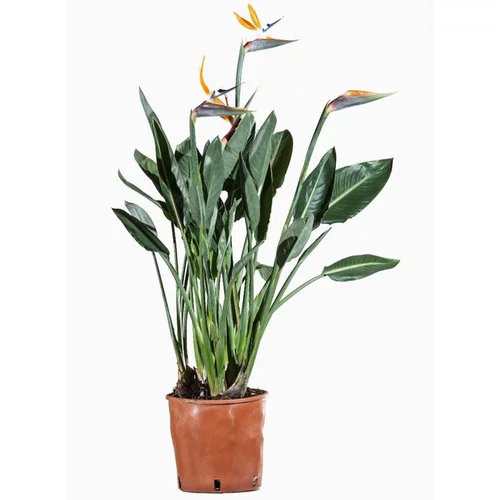 Sélection pour le jardin:Strelitzia (Oiseau de paradis) en pot de 5 L orange