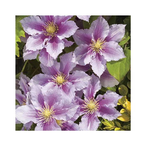 Idéal pour vos extérieurs:CLEMATITE PIILU. Le pot de 3 litres