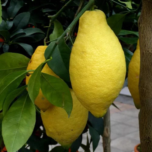 Une solution pratique pour le jardin:Citronnier. Le pot de 70 litres