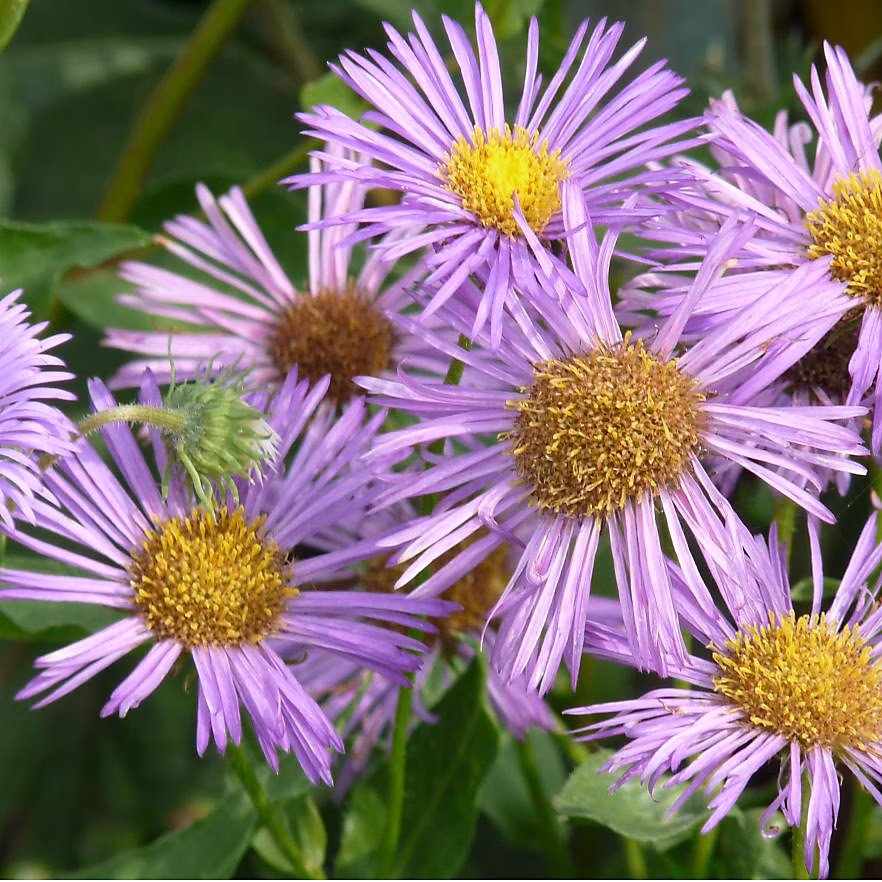 6 x Vergerette 'Dunkelste Aller' – Erigeron 'Dunkelste Aller', godet 9cm x 9cm