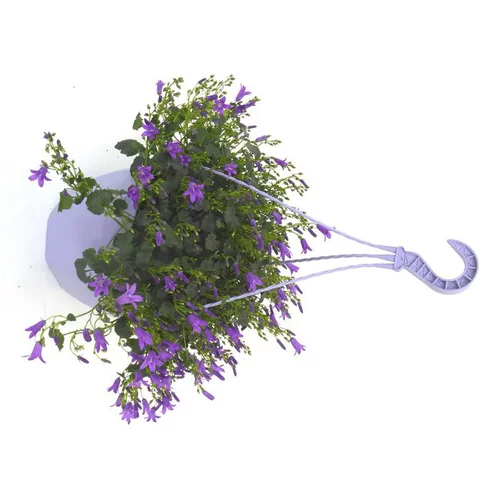 Essentiel maison:Campanule Addenda - La suspension diam 18 cm