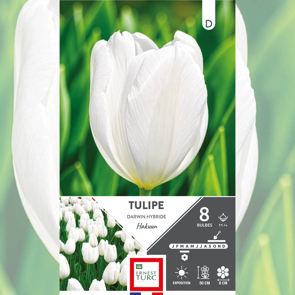 TULIPE DARWIN HYBRIDE HAKUUN