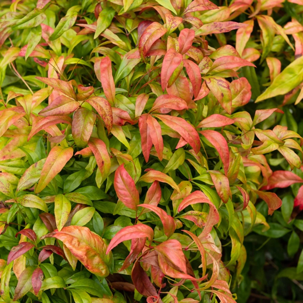 Bambou sacré Nandina domestica