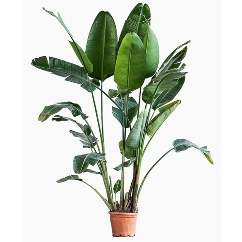 Adapté à votre jardin:Strelitzia Augusta ou Oiseau de paradis orange. Le pot de 25 litres