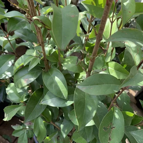 Jardin & loisirs:Troène (Ligustrum Japonicum) 100/125. Le pot de 7,5 litres