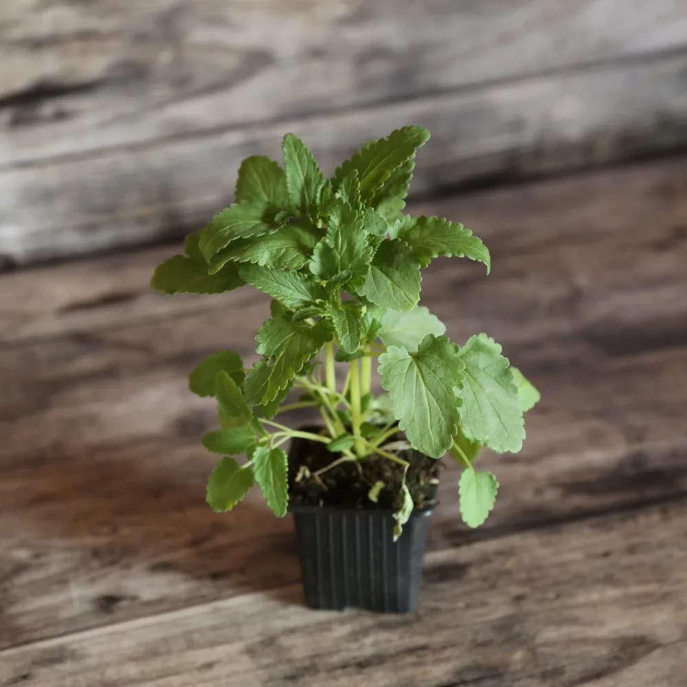 THÉ DES JARDINS AB - PLANT