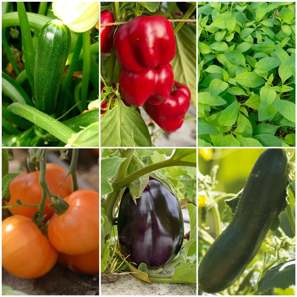 SÉLECTION "LES INDISPENSABLES DU POTAGER"