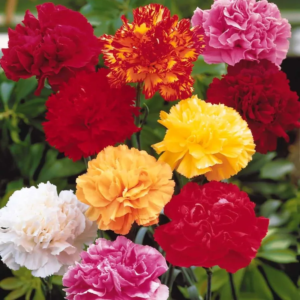 6 Oeillets Triomphe en mélange Dianthus caryophyllus Triumph