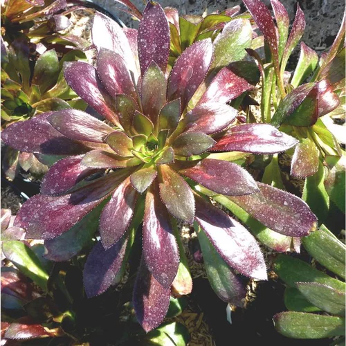 Le bon choix pour l’extérieur：Aeonium varie vert et rouge - Le pot de 3 litres