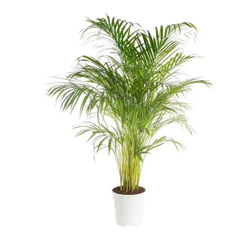 Pour vos espaces：Areca pot Ø24 cm/ H120 cm