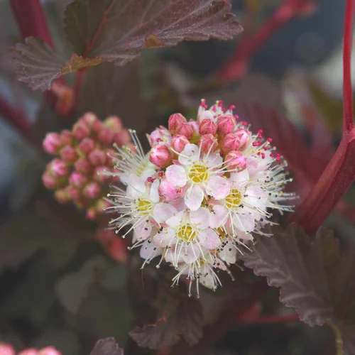 Une idée pour le jardin:Physocarpe pourpre Lady in red (Bois à sept écorces). Le pot de 3 litres