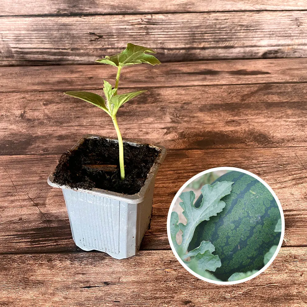 PASTÈQUE SUGAR BABY AB - PLANT