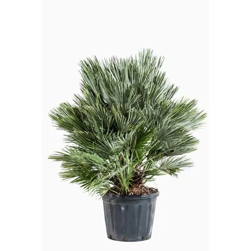 Jardin extérieur:Chamaerops Humilis Compacta en pot de 50 L vert