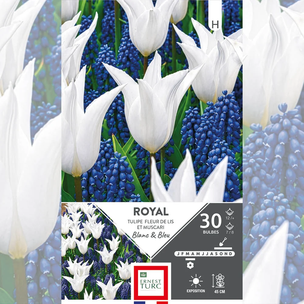 ASSORTIMENT ROYAL - TULIPES & MUSCARIS