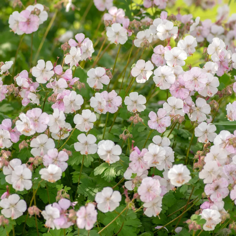 Géranium vivace Biokovo Geranium cantabrigiense Biokovo
