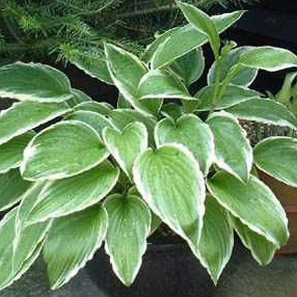 6 x Hosta crispula – godet 9cm x 9cm