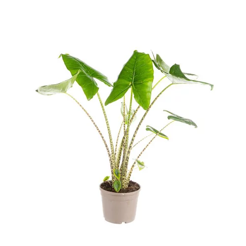 Une sélection pensée pour l’extérieur:Alocasia Zebrina ou Oreille d'éléphant. Le pot Ø 24 cm