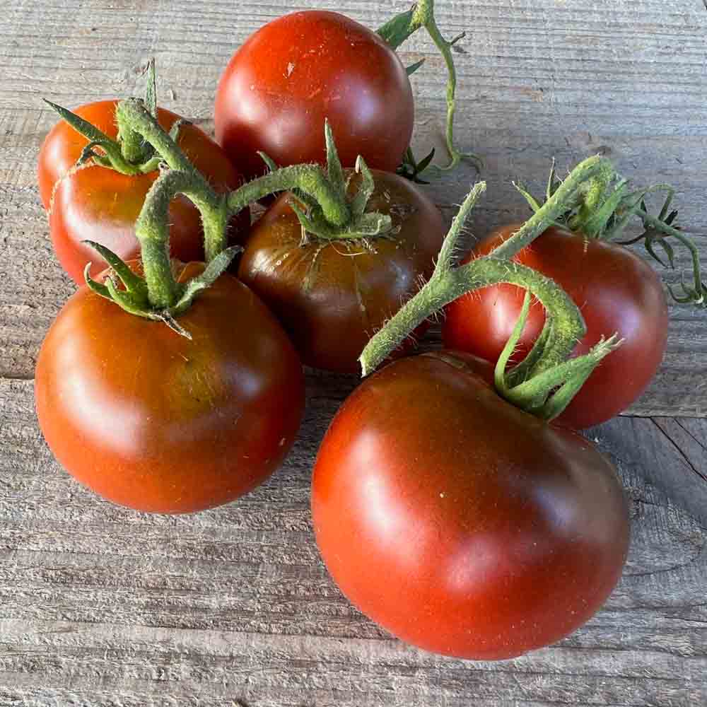 TOMATE NOIRE RUSSE AB - ANTIGASPI