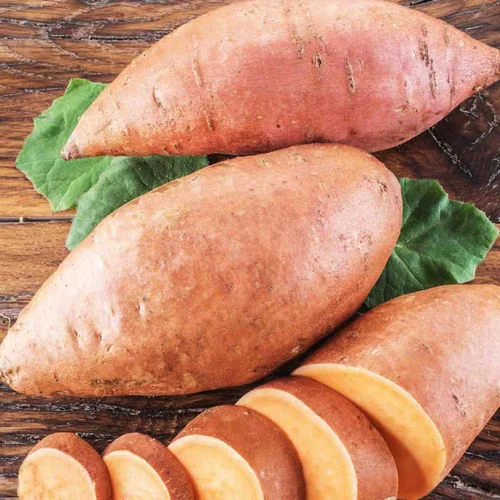 Facile à intégrer au jardin:Patate Douce Bonita. Le pot de 10,5 cm
