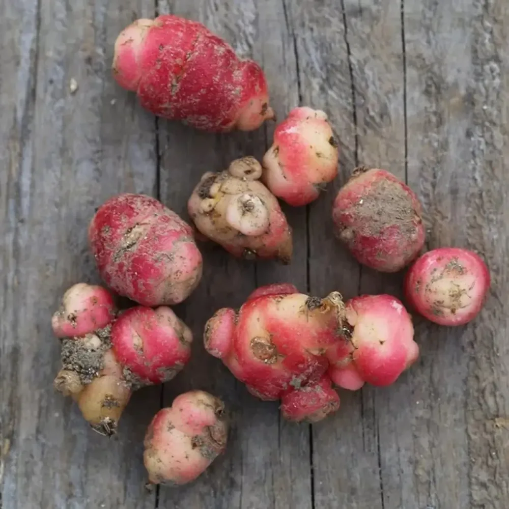 OCA DU PEROU AB - PLANT