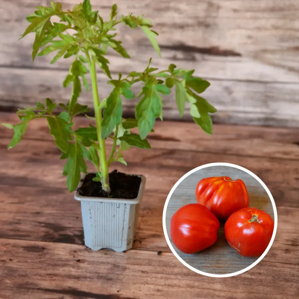 TOMATE LIGURIA AB - PLANT