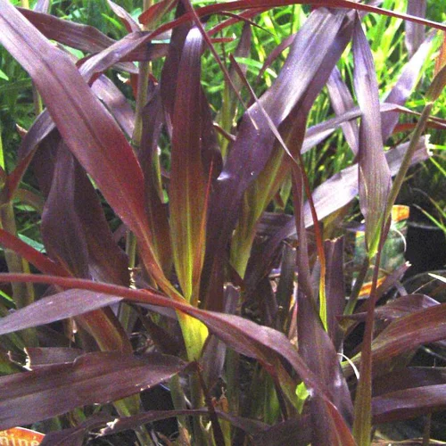 Pour simplifier le jardin:Pennisetum Setaceum Rubrum - Le pot de 4 litres