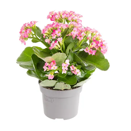 Équipement extérieur：Kalanchoe. Le pot de Ø 10.5 cm
